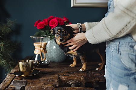 Enjoying a finely brewed coffee and playing with a dog thumbnail