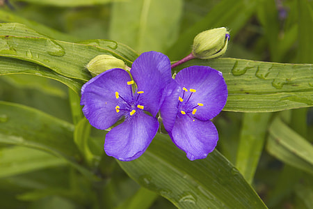 Three Master Of Flowers, Tradescantia thumbnail