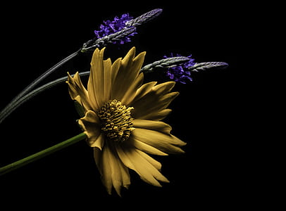brown and purple flowers illustration thumbnail