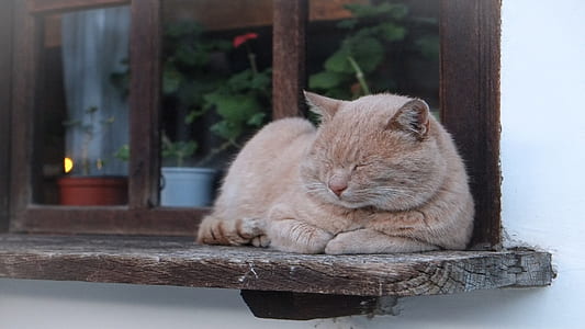 brown tabby cat thumbnail