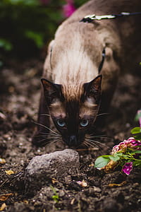 Shallow Focus Photography of Siamese Cat Smelling Gray Stone thumbnail