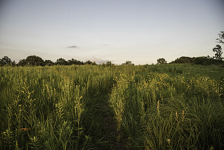 Detailed grass hiking corridor at Cross Plains State Park thumbnail
