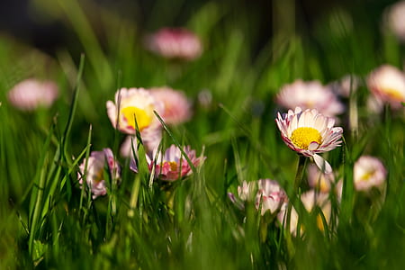 selective focus photography of pink petaled flowers thumbnail