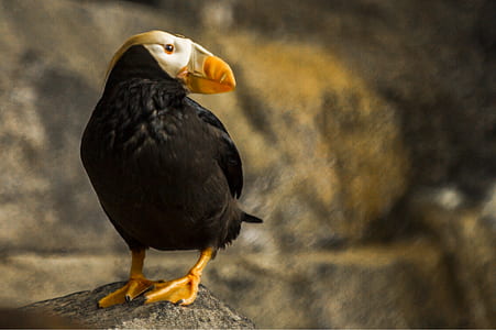 Closeup Photography of Puffin Perching on Rock thumbnail