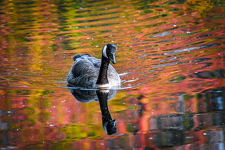 water, animal, lake, park thumbnail