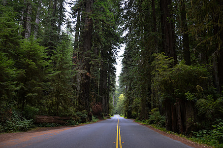asphalt road surrounded by trees thumbnail
