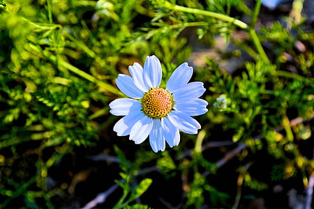White Daisy Flower thumbnail
