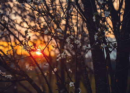 White Tree Blossoms Under Golden Sun thumbnail