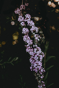 Florals thumbnail