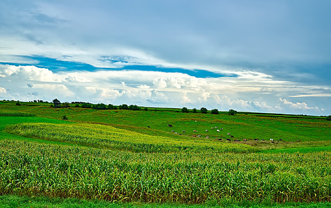 green grass field at daytime thumbnail