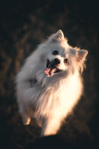 adult white Pomeranian thumbnail