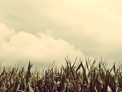 green plants thumbnail