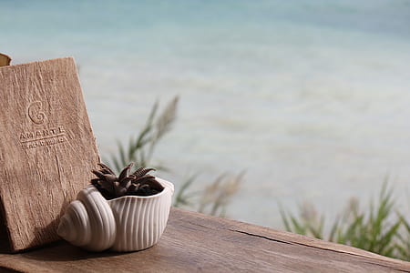 white conch shell container thumbnail