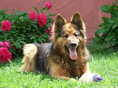 black and tan German Shepherd lying on grass field near pink multi-petaled flower during daytime thumbnail