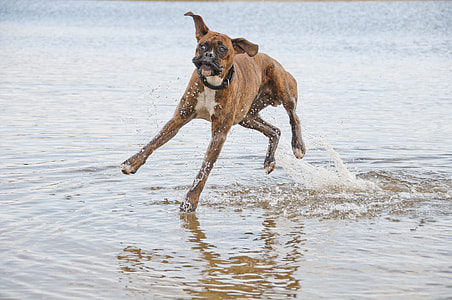 adult brindle boxer jump into body of water during daytime thumbnail