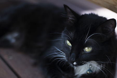 animal, pet, cute, eyes thumbnail