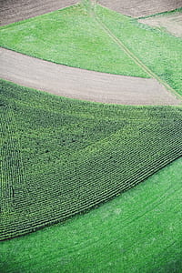 green lawn thumbnail