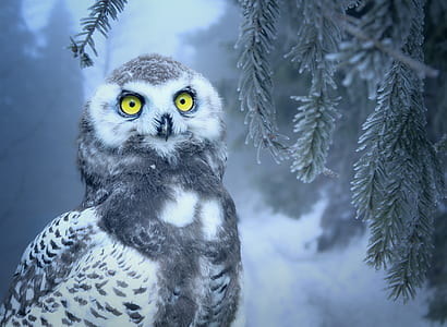 snow covered barn owl thumbnail