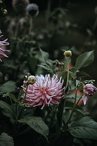 pink flowers thumbnail