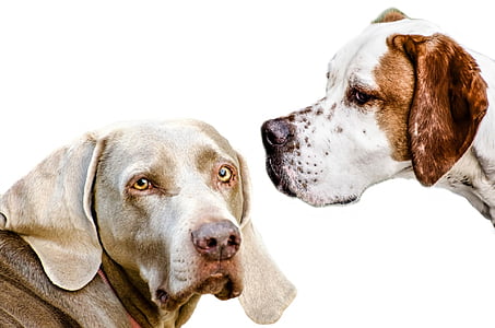 short-coated grey dog thumbnail