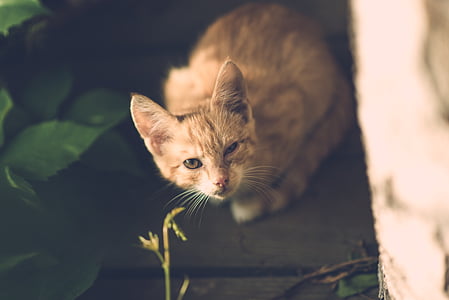 orange tabby cat thumbnail