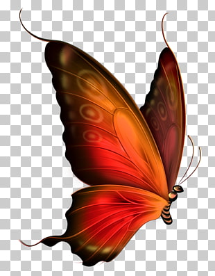 Butterfly Blue , Red and Brown Transparent Butterfly , orange and red butterfly painting PNG clipart
