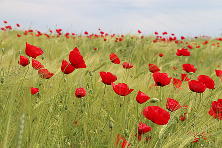 red petaled flower field under gray sky thumbnail
