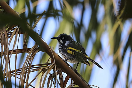 black and yellow hummingbird thumbnail