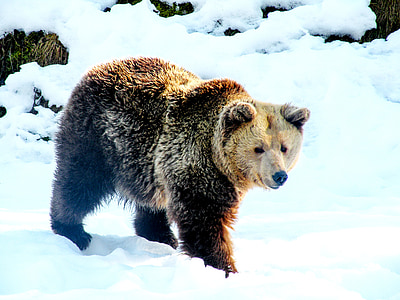 brown bear on snow field at daytime thumbnail