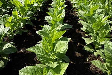 green cabbage plant thumbnail