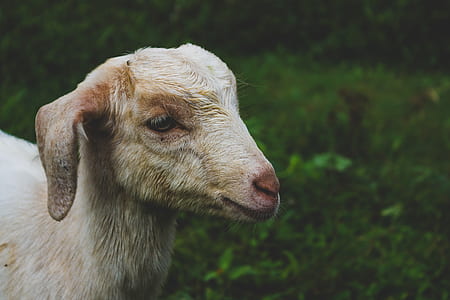 landscape, field, animal, countryside thumbnail