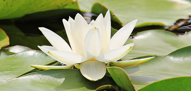 white petaled flower closeup photography thumbnail