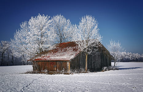 red house and trees thumbnail