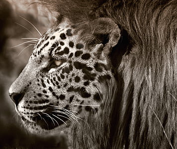grayscale photography of tiger thumbnail