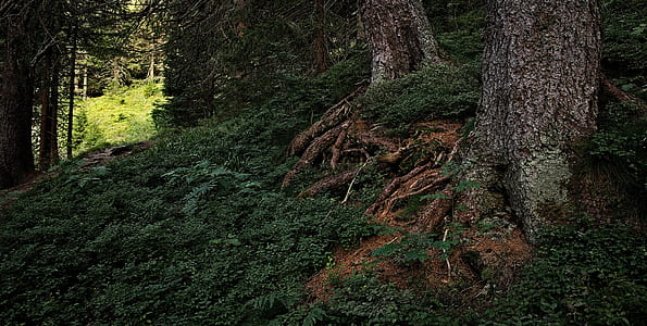 the roots of the, forest, dark, nature, tree, the path thumbnail