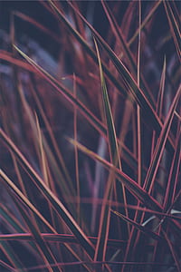 Close-up Photo of Green and Red Leaf Plant thumbnail