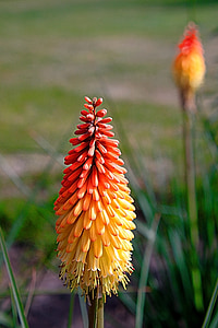 selective focus photography of yellow and red flower thumbnail