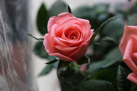 depth of field photography of pink rose thumbnail