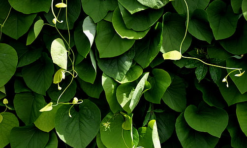 closeup photograph of green vine plants thumbnail