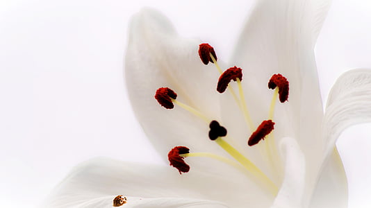 white flower thumbnail
