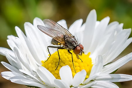 selective focus photography of housefly perched on white daisy flower thumbnail