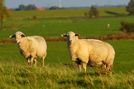 two sheep on grass field thumbnail