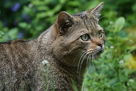 short-fur cat in forest thumbnail