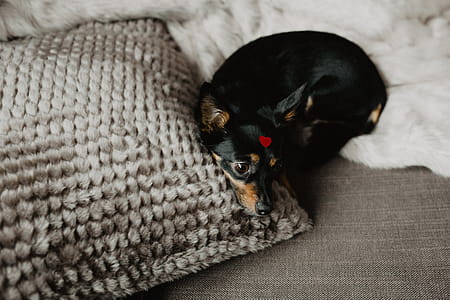 A dog with heart on head thumbnail