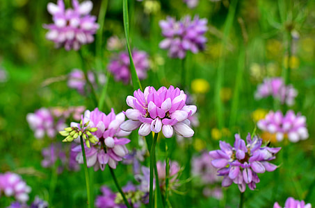 selective focus photography of purple and white flowers thumbnail