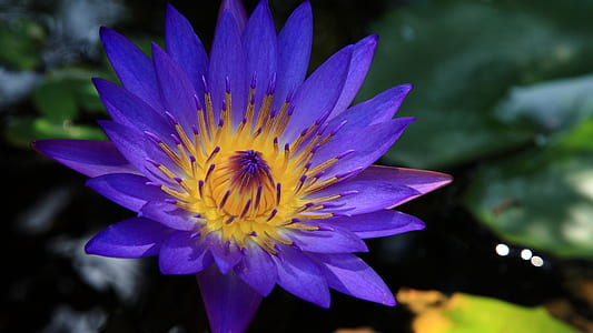 summer, garden, flower, pool thumbnail
