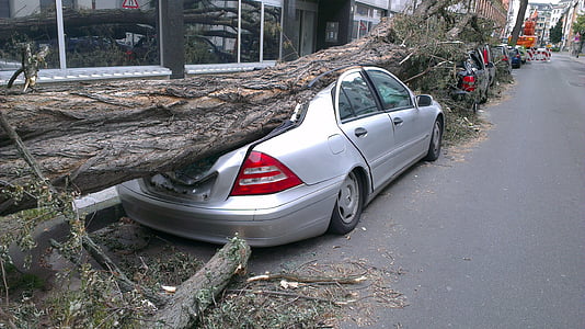 tree fall down on top of car thumbnail