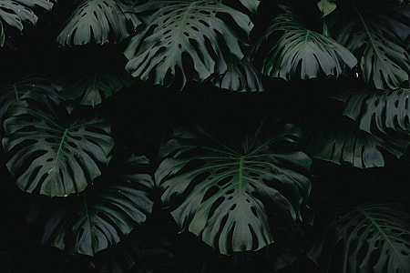 green leafed plants thumbnail