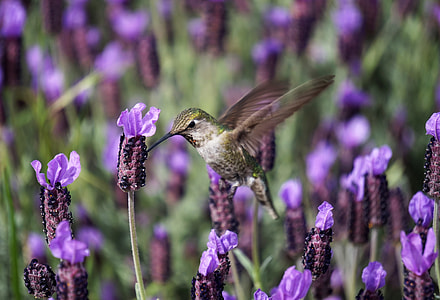 brown hummingbird closeup photography thumbnail
