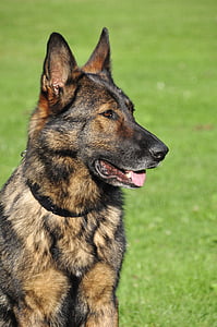 adult brindle Dutch shepherd thumbnail